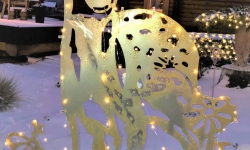 Reh Beleuchtet
